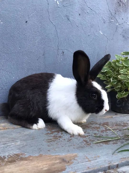 Coelho filhote - filhotes de coelho - Foto 2