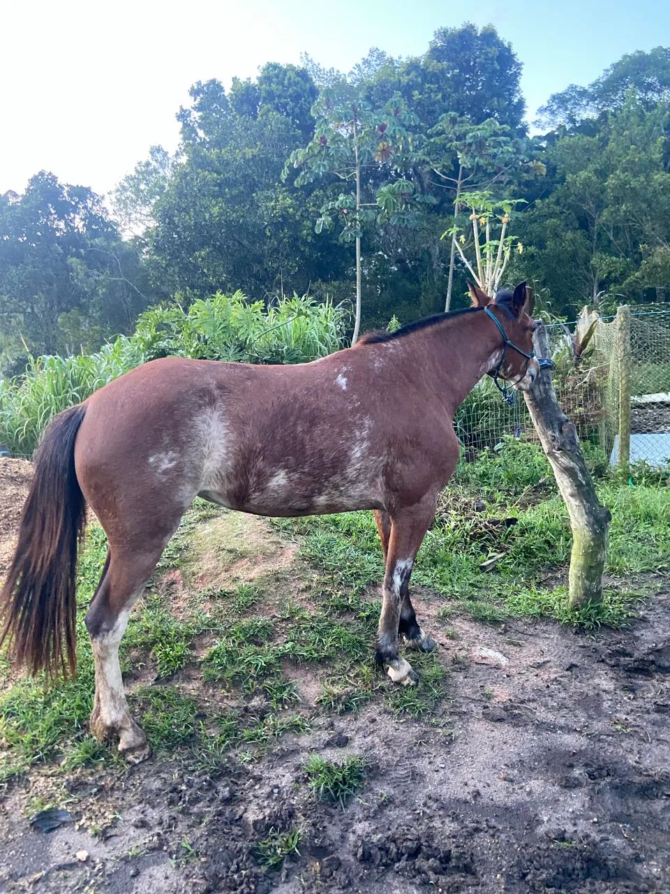 Égua oveira Crioula  - Foto 2