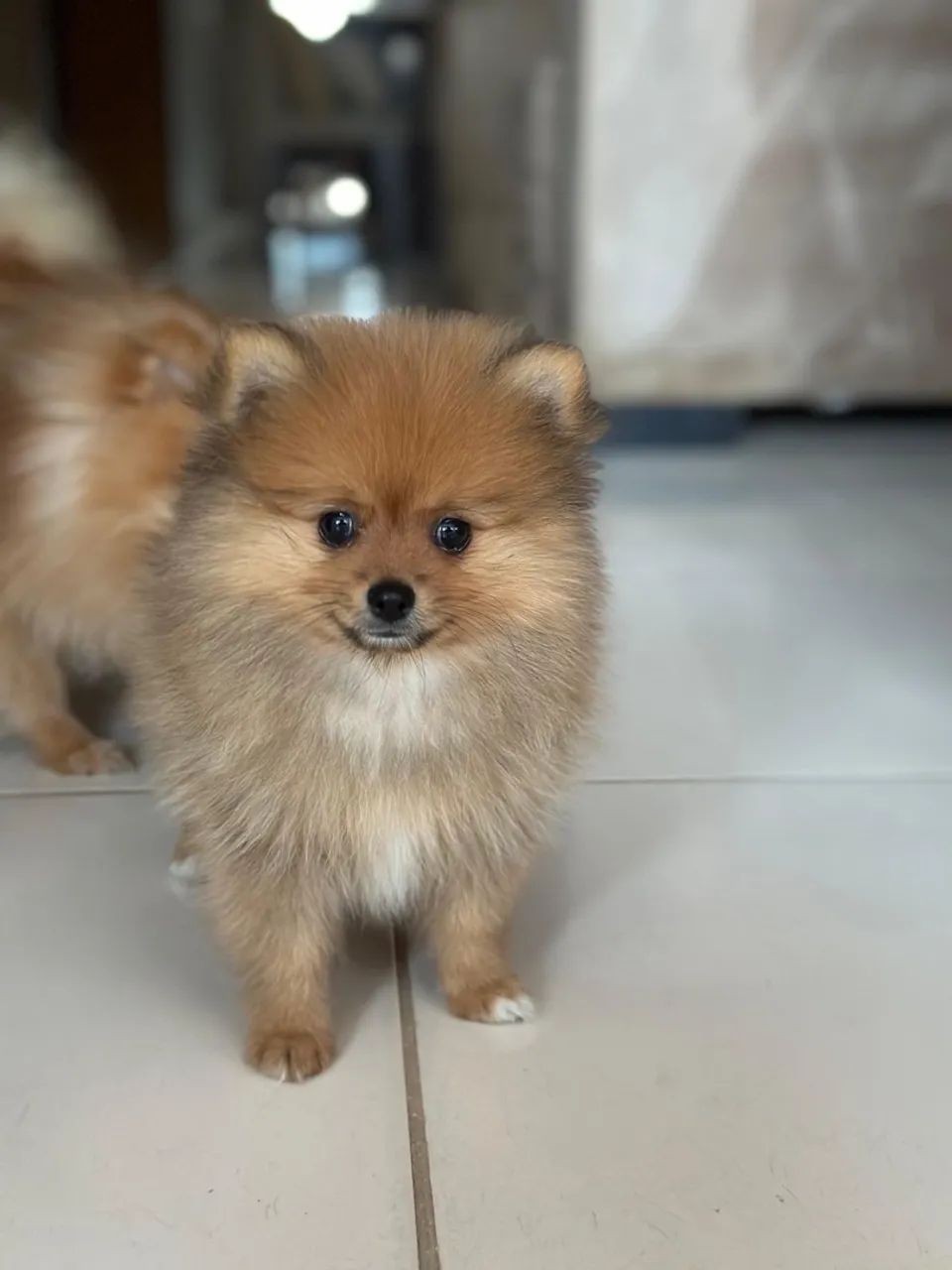 Spitz Alemão anão  - Foto 2