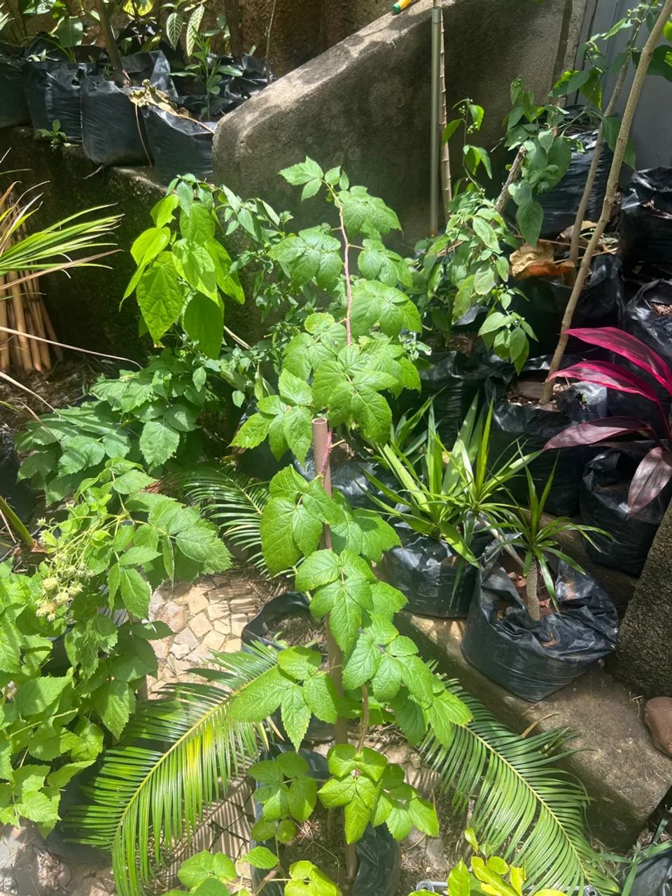 Mudas Frutiferas Produzindo