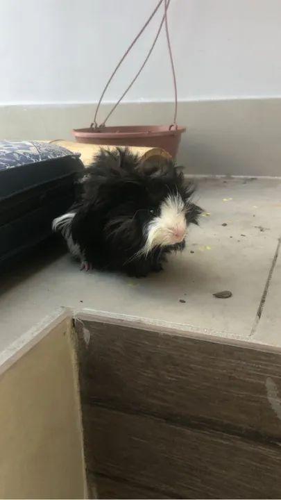 Porquinho da índia peruano (lindos e filhotes)