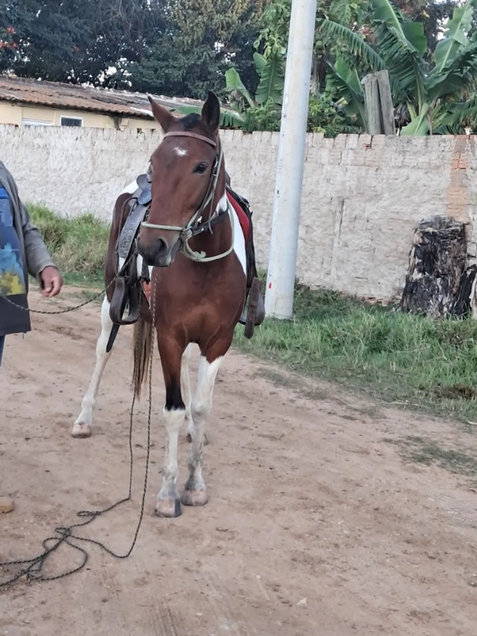 Egua a venda