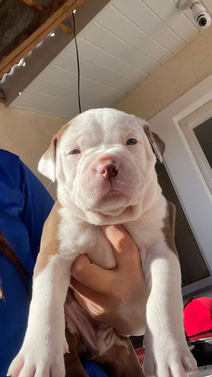 American bully disponível a venda, agora somente 2 machos