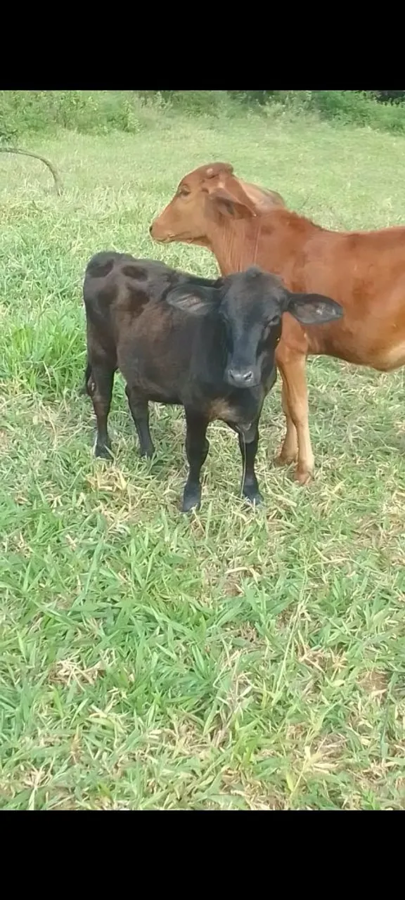 Vendo essa mini novilha