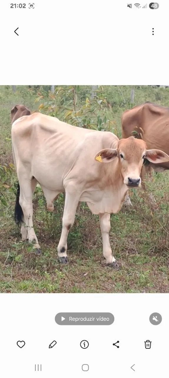 Novilhas, garrote, reprodutores, vacas, boi - Foto 2