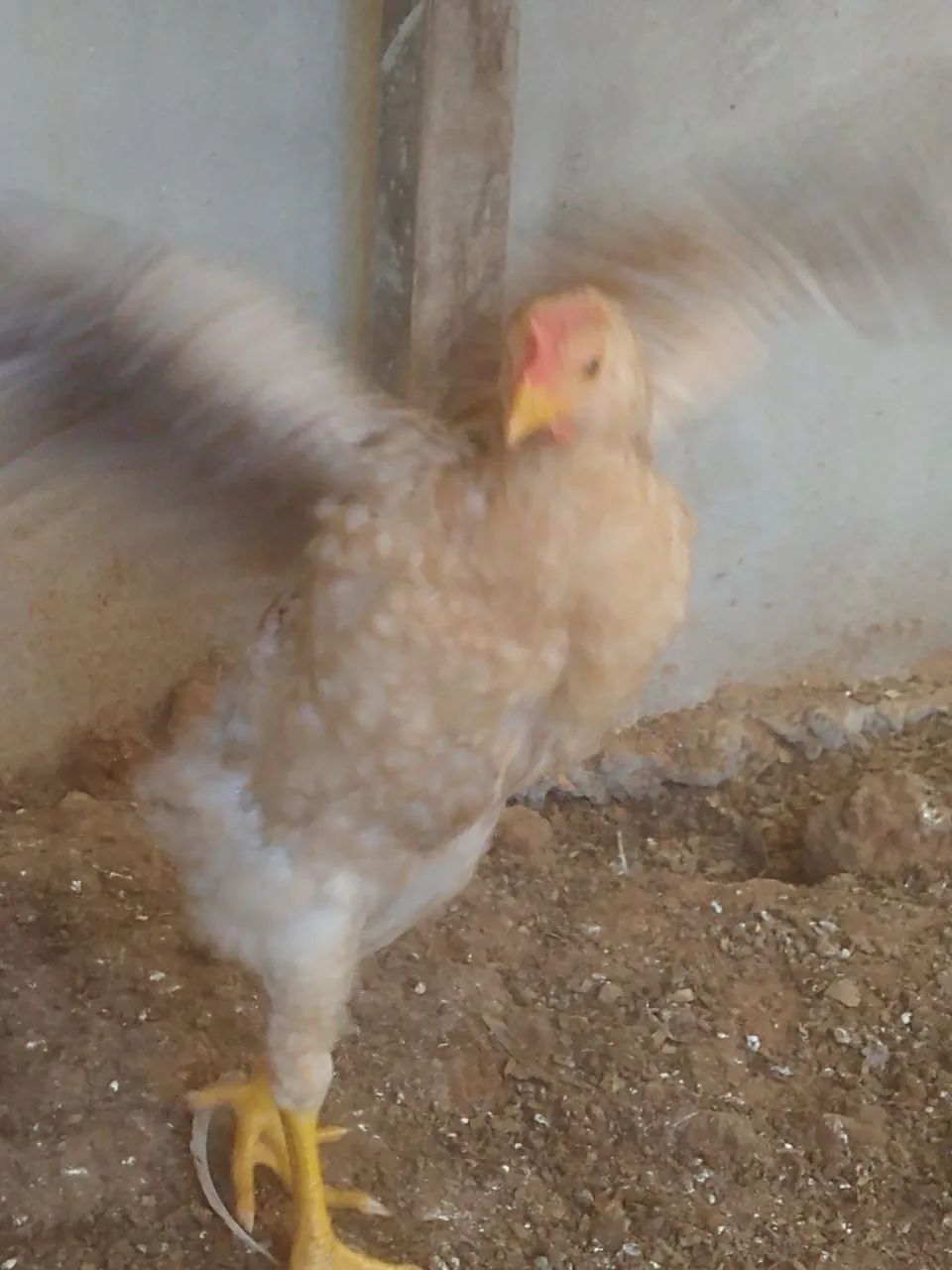 Frango de porta muito forte. - Foto 4