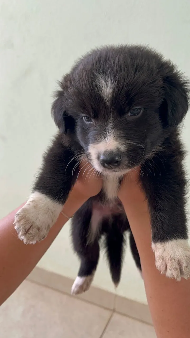 Border Collie