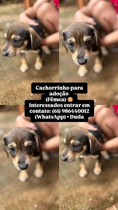 Cachorrinhas para adoção - Fêmeas - Foto 3