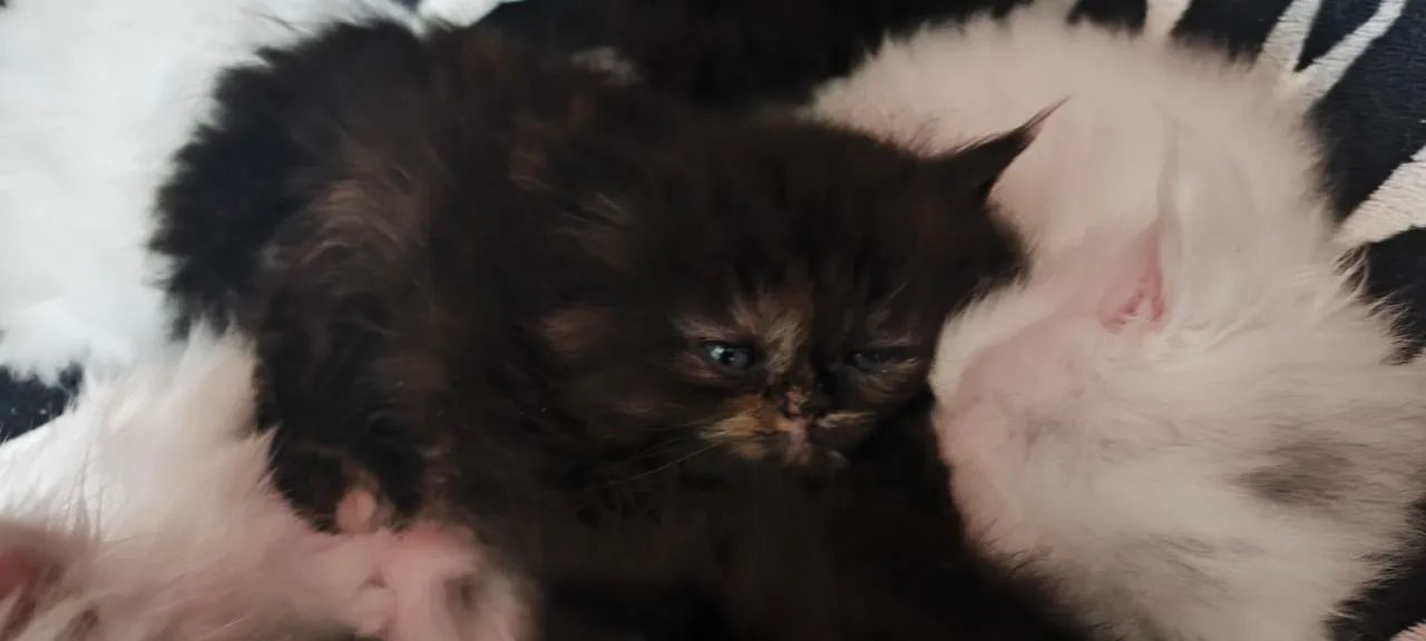 Filhotes Gato Persa - Foto 3