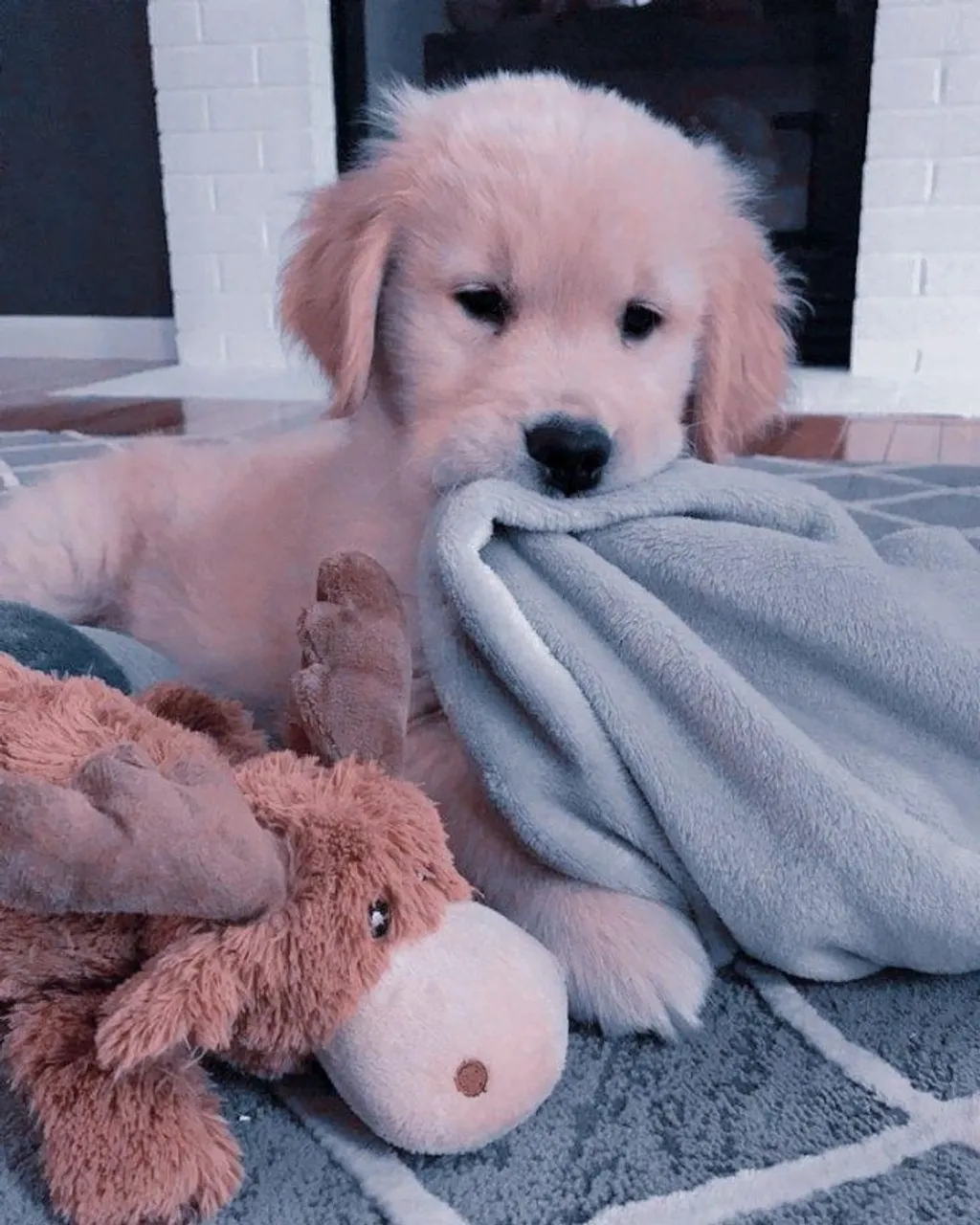 Filhotes Golden Retriever | Carinhosos e Treinaveis