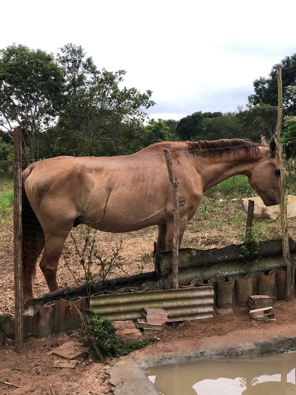 Cavalo mestiço de campolina  - Foto 3