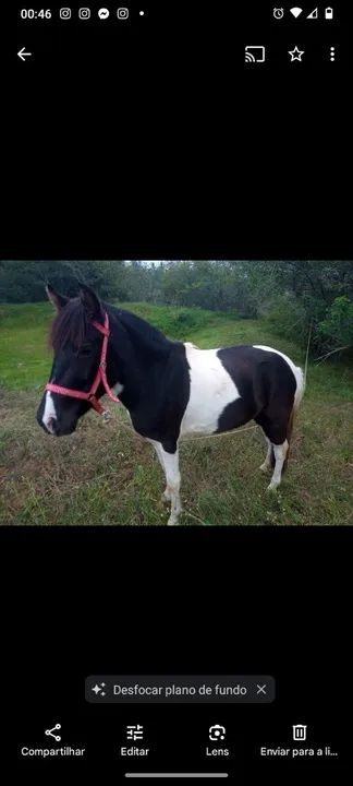 Peticinha com 3 anos. Muito mansa