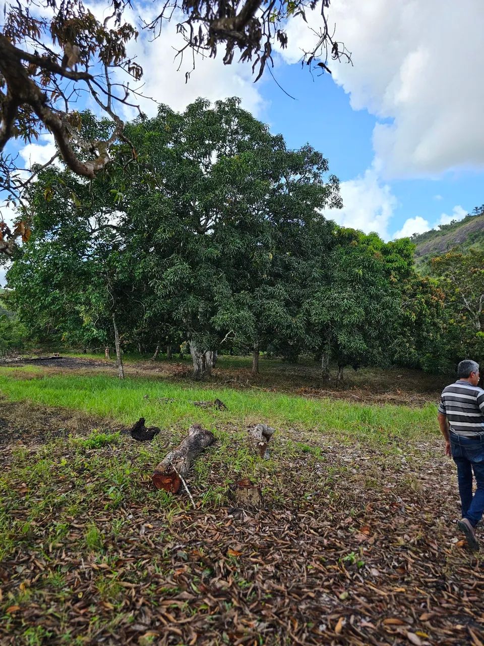 Sítio 20 hectares (Joaquim Gomes) - Foto 3