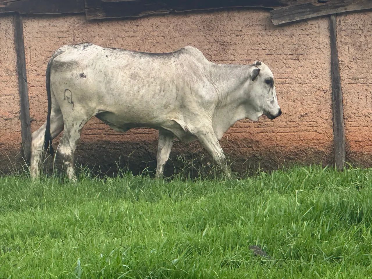 Novilha Nelore pintado  - Foto 2