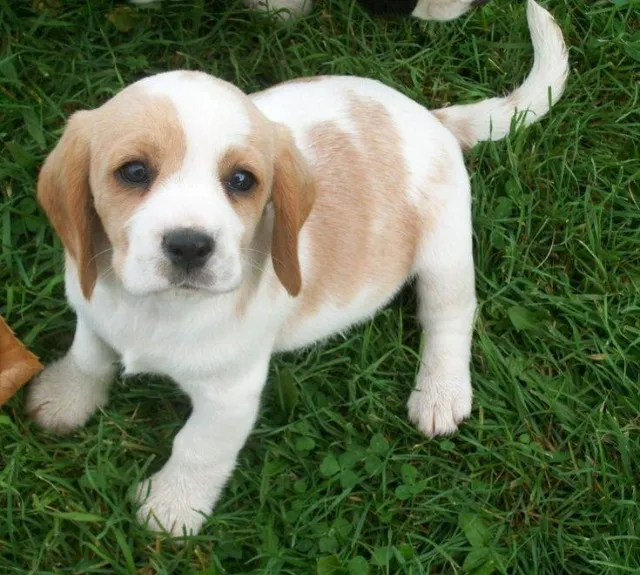 Filhotes Bicolores de Beagle