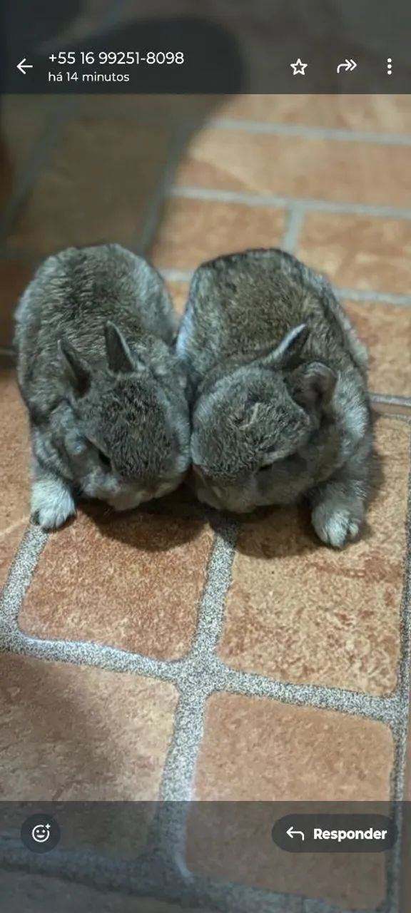Mini coelhos 
