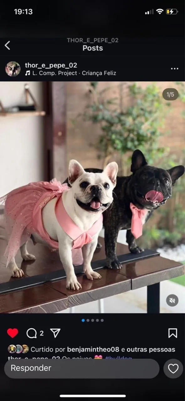 Filhotes de Bulldog Francês PUROS!!!