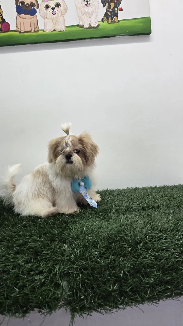 Shih Tzu disponível  - Foto 3