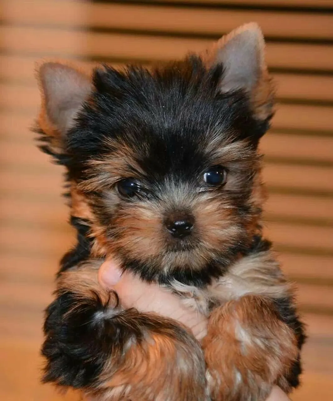 Filhote de Yorkshire Terriere, lindo machinho de Yorkshire