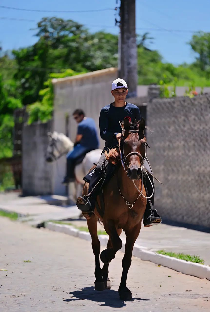 Cavalo mangalarga/quarto de milha  - Foto 4
