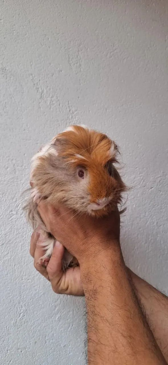 Porquinho da Índia Fêmea  - Foto 5