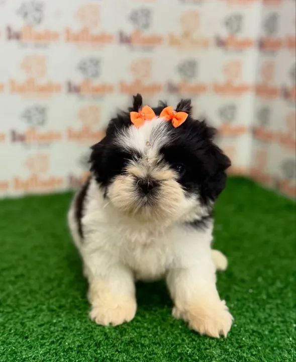 Filhote de Shih-tzu no Da.Madre 