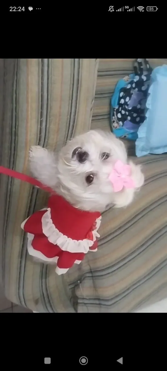 Fêmeas Shih Tzu filhote