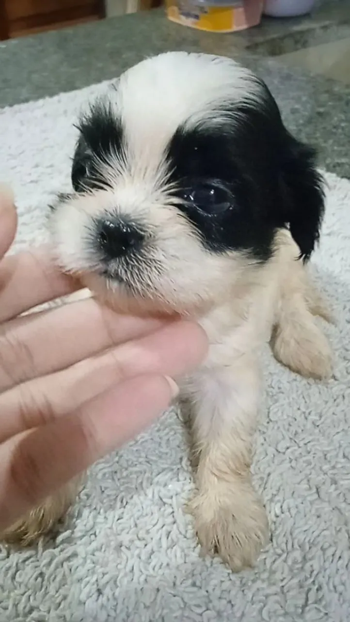 Filhote Shih Tzu