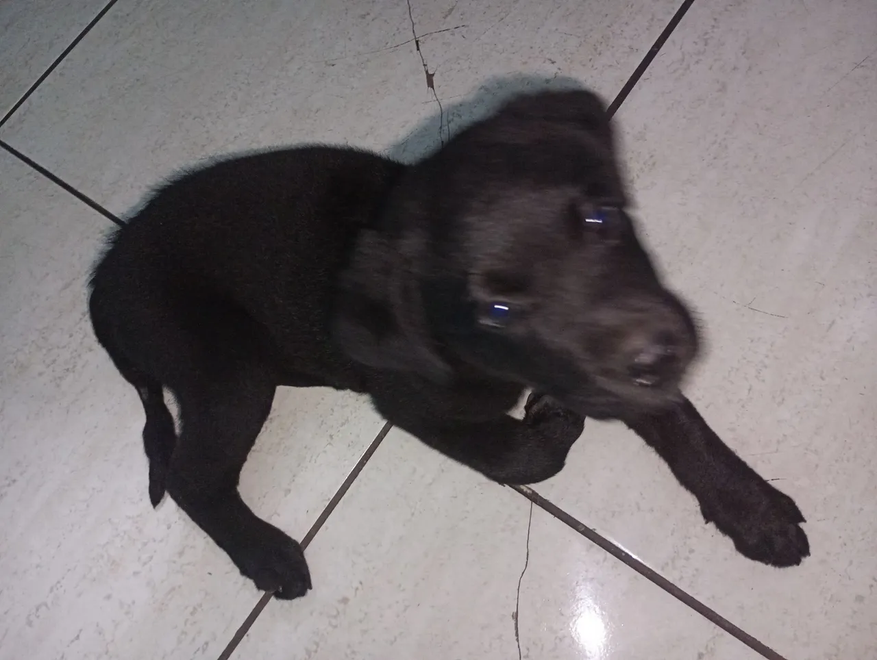 Filhote de Labrador Preto( Fêmea )- Puro Sangue