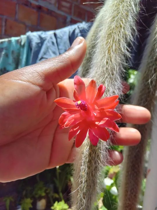 Cactus Raro com Flor | Rabo de Macaco  - Foto 6