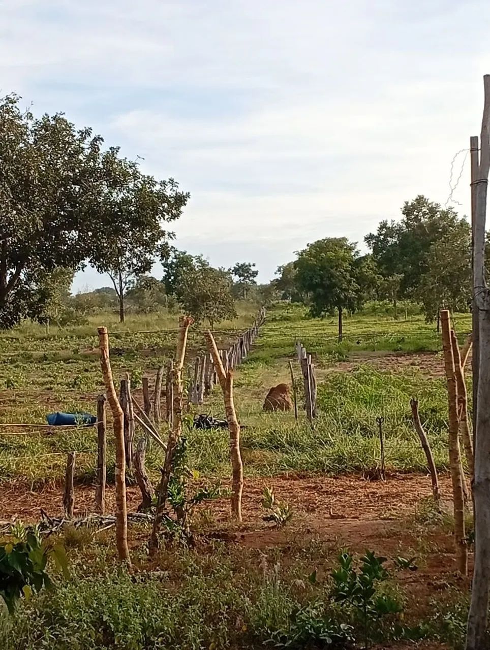 Vendo sítio ou troco  - Foto 2