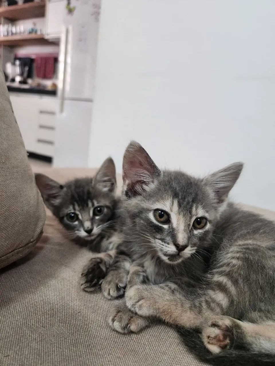 Casal de gatinhos super fofos para adoção - Foto 3