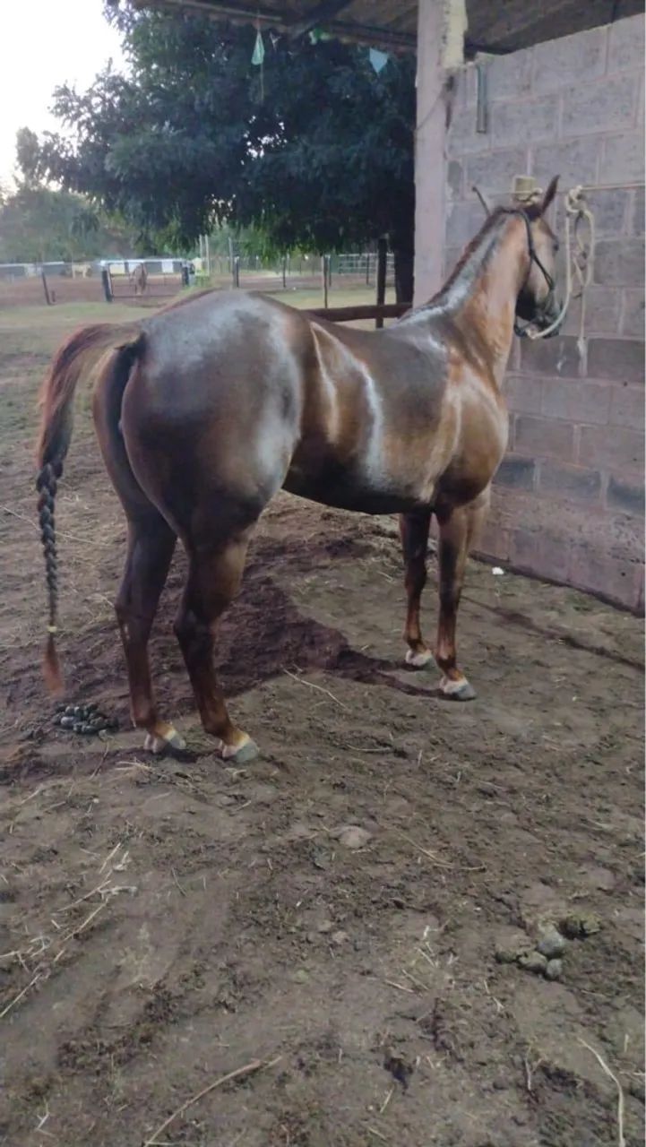 Égua Quarto de Milha  - Foto 2