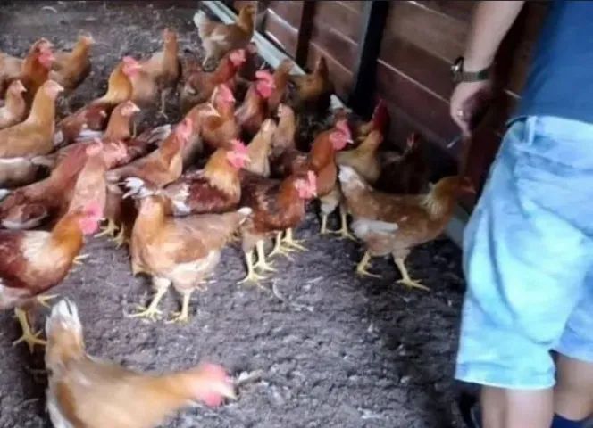 Galinhas caipira  - Foto 2