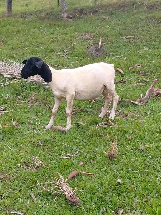 DORPER BORREGOS  - Foto 3