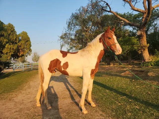 Potro Paint Horse - Foto 3