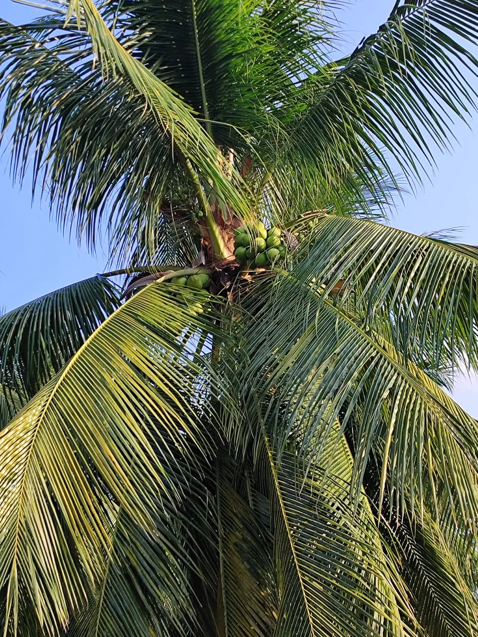 fazenda com 40 hectaresde porteira plantada de coqueiros em plena produção