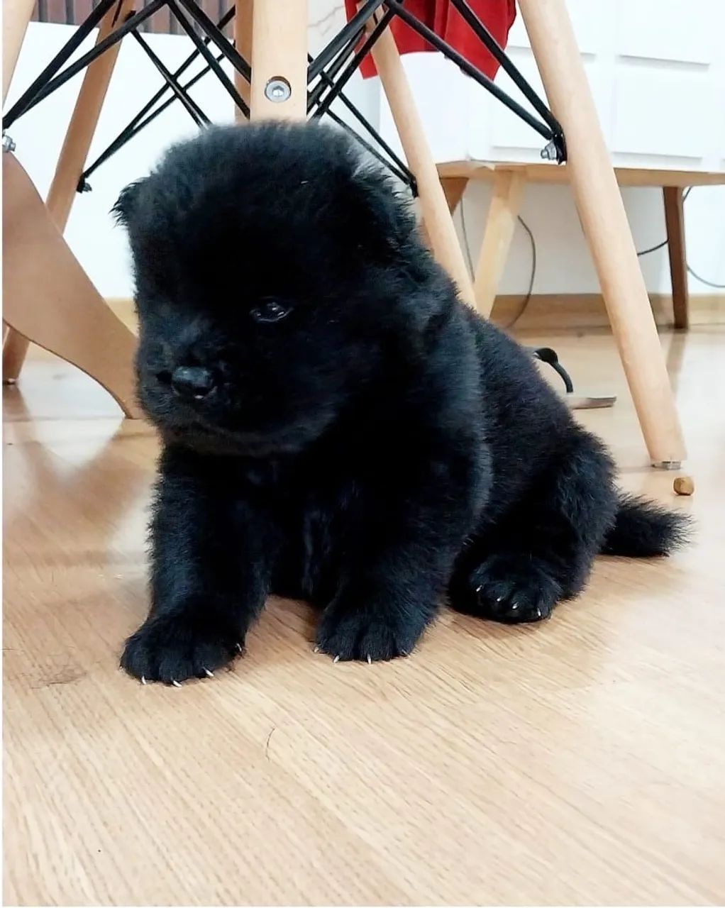 Vendo filhotes de chow-chow
