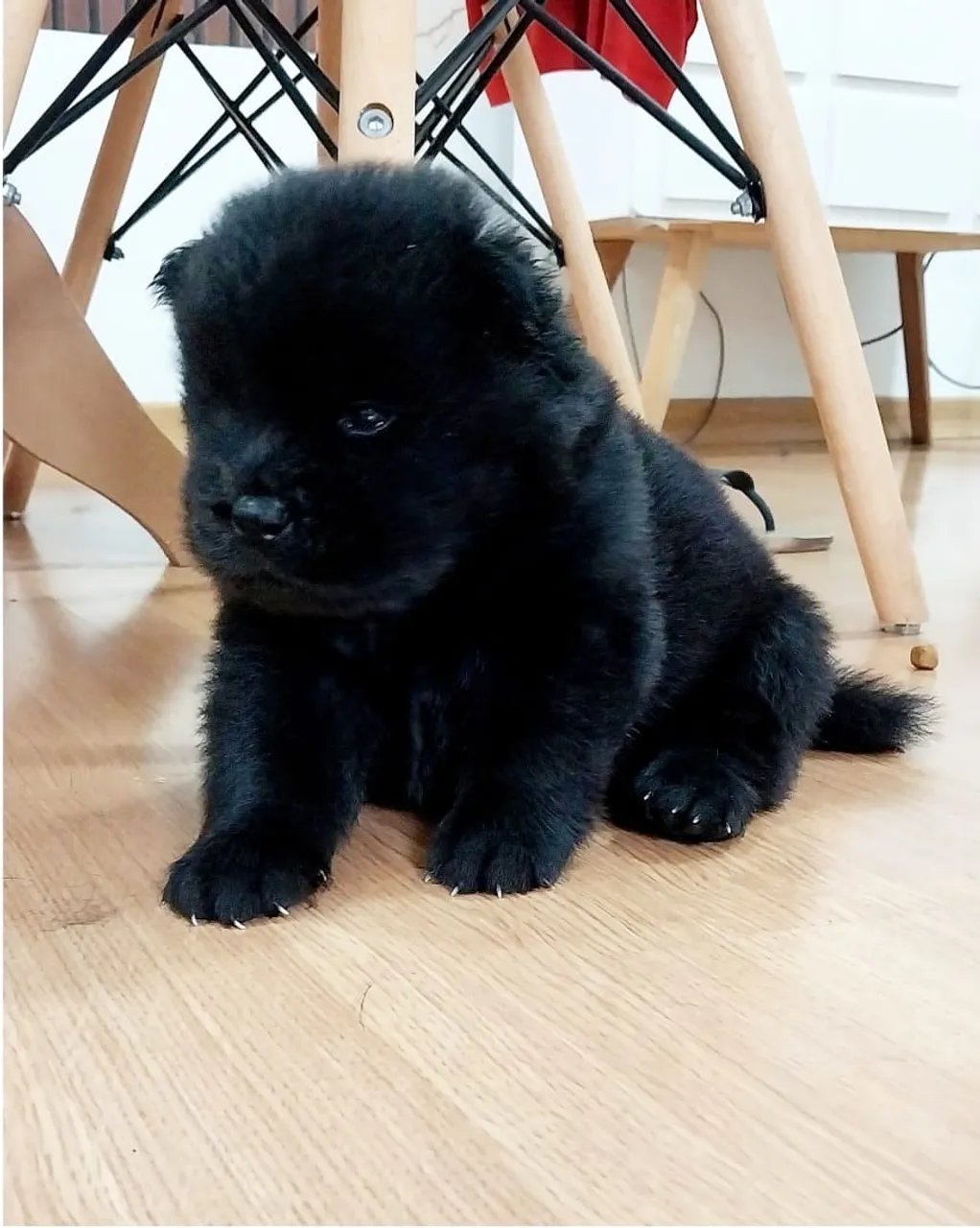 Vendo filhotes de chow-chow