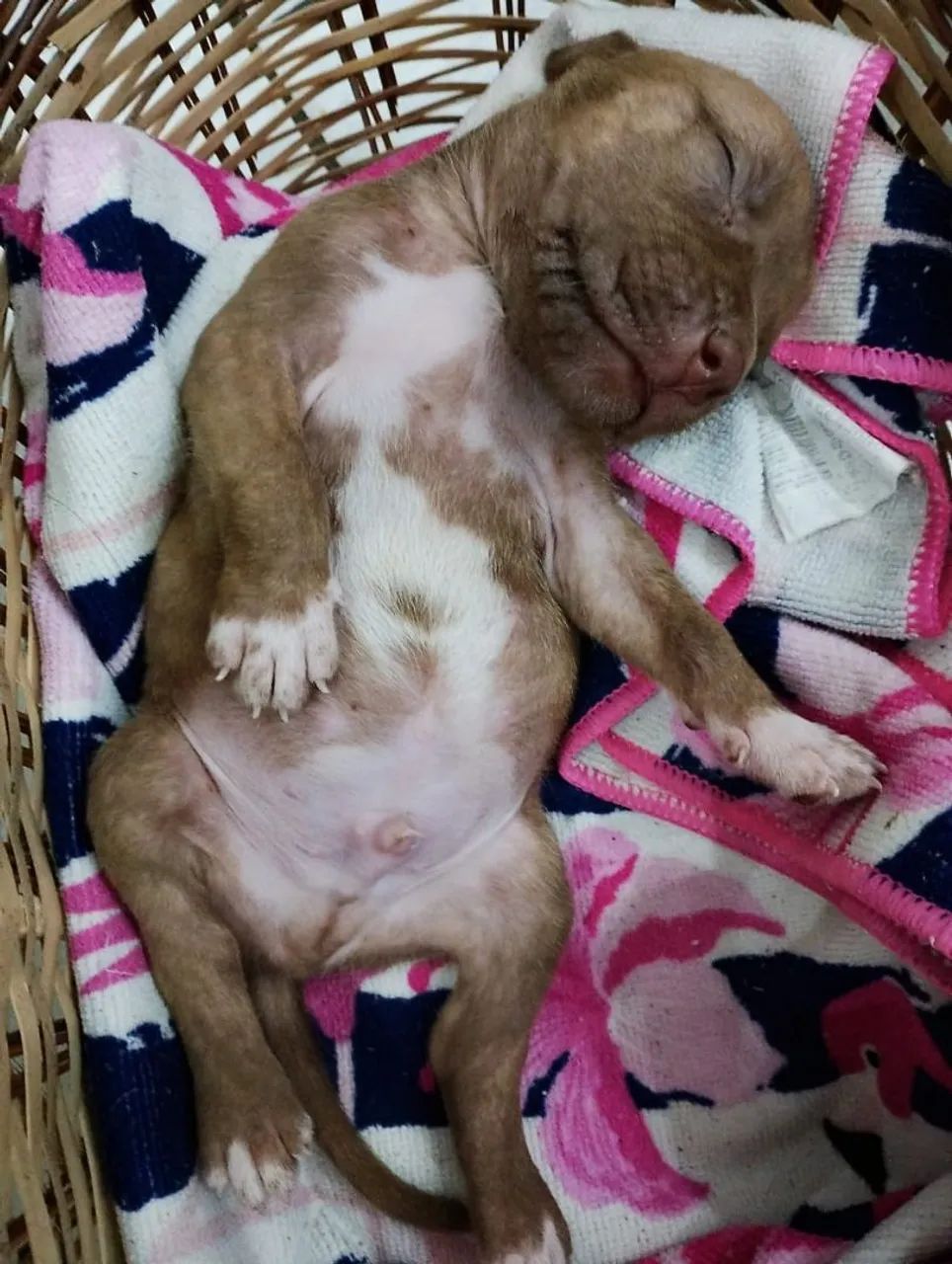 PITBULL FILHOTE  - Foto 2