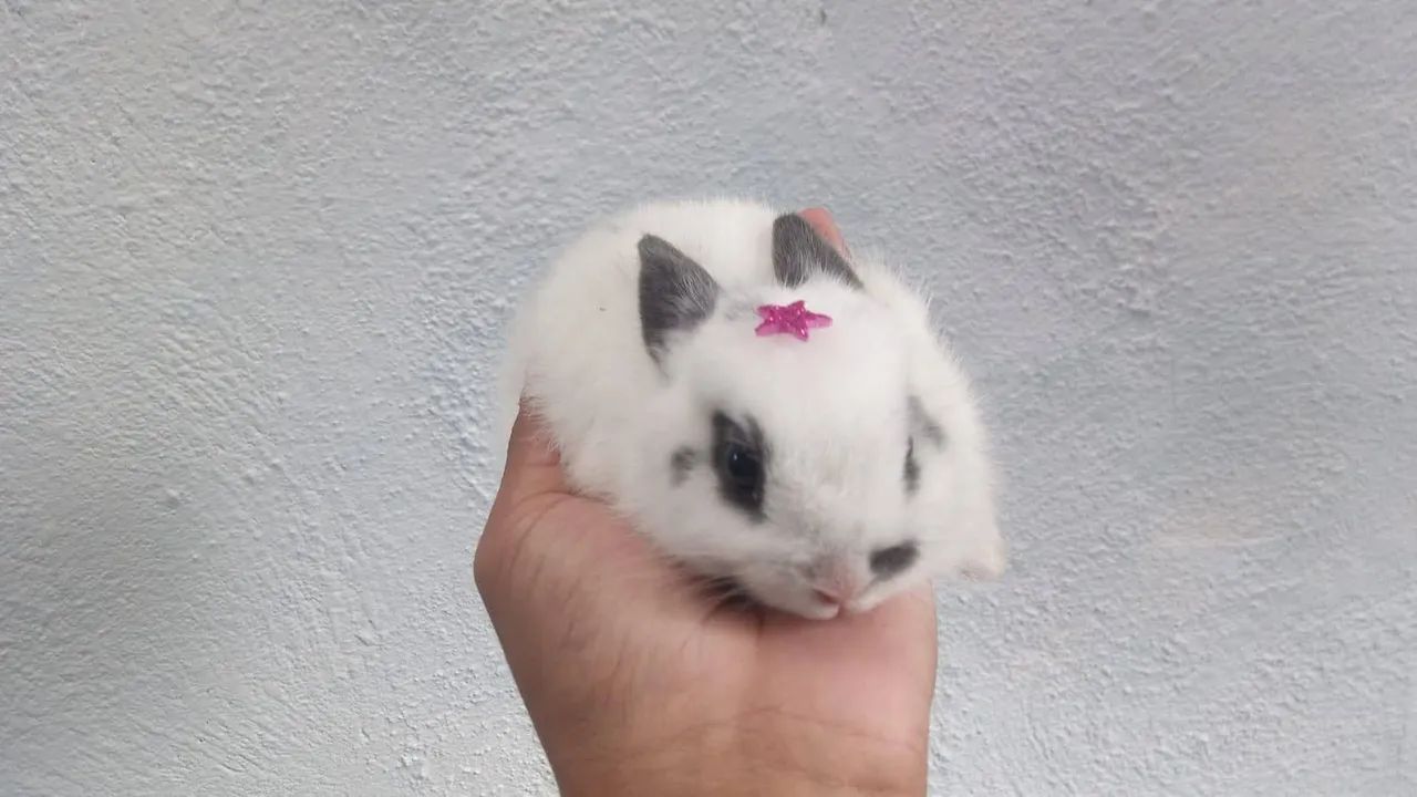 Mini coelho  - Foto 3