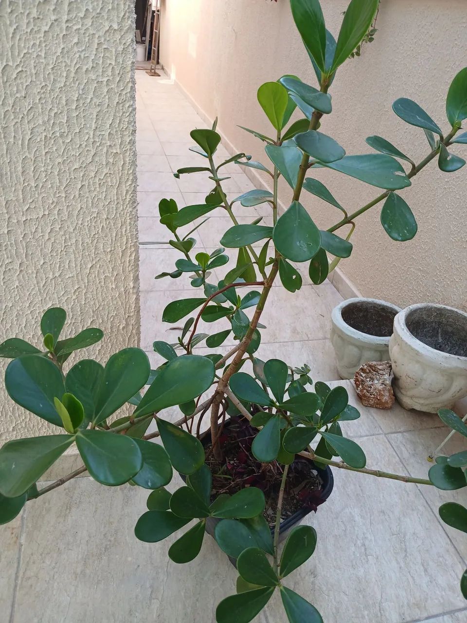 Clúsia - Foto 2