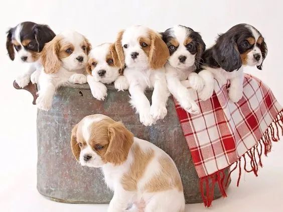 Tranquilos Cavalier King disponíveis!