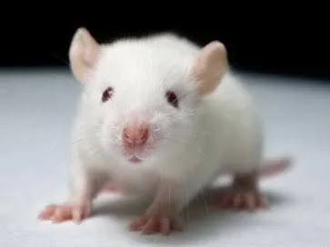 Lindos Ratinhos de Laboratório