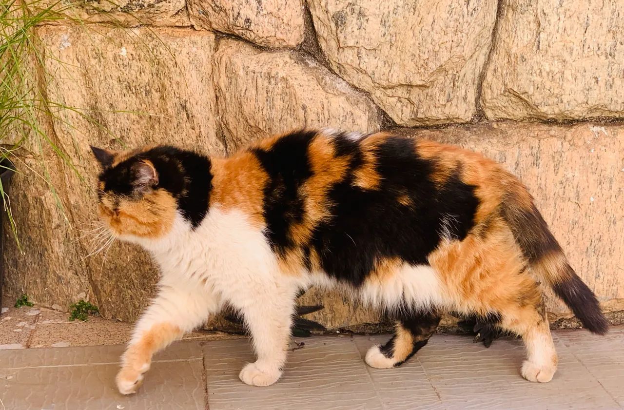 Gato persa exótico branco/ gata persa exótica tricolor adulta - Foto 2