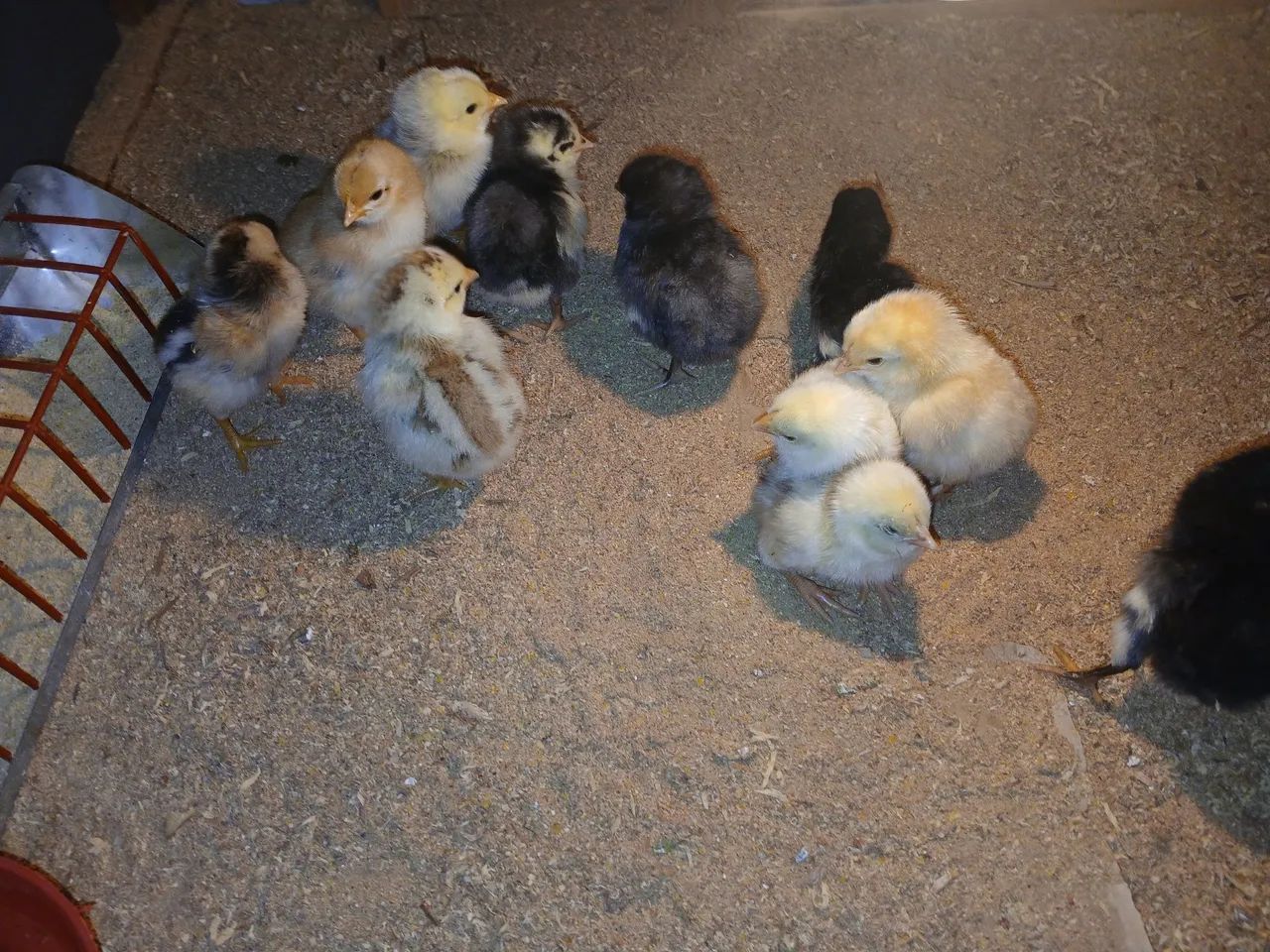 Pintinho para Criação Caipira  - Foto 2