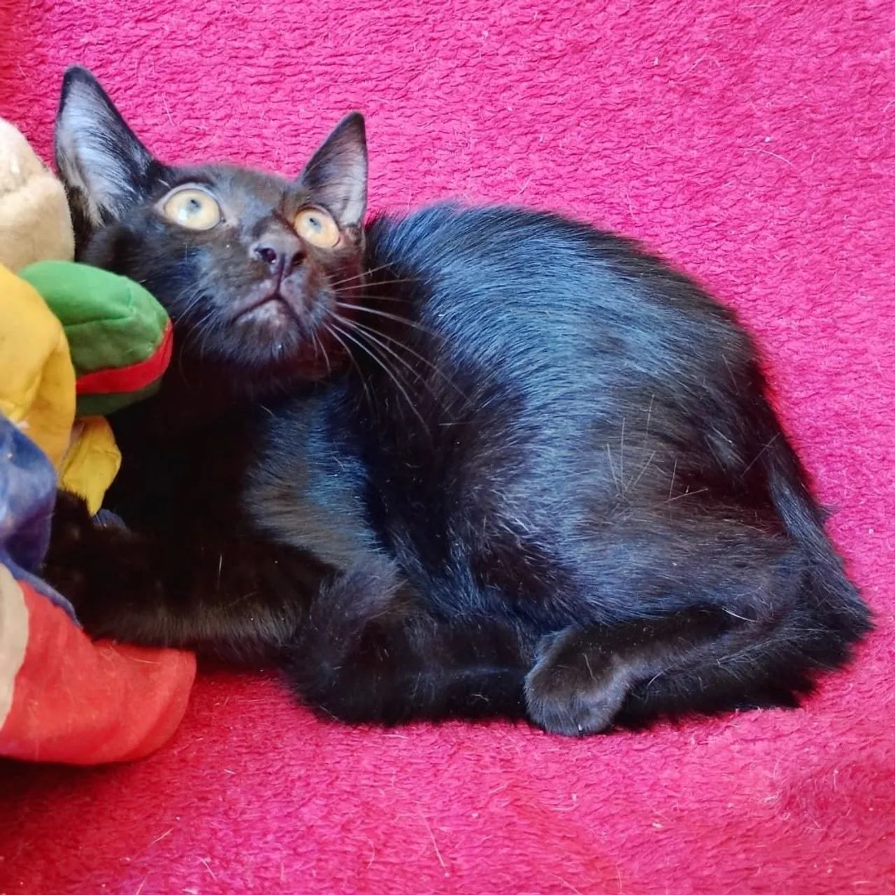 Gatinha Preto Adorável para Adoção - Foto 2