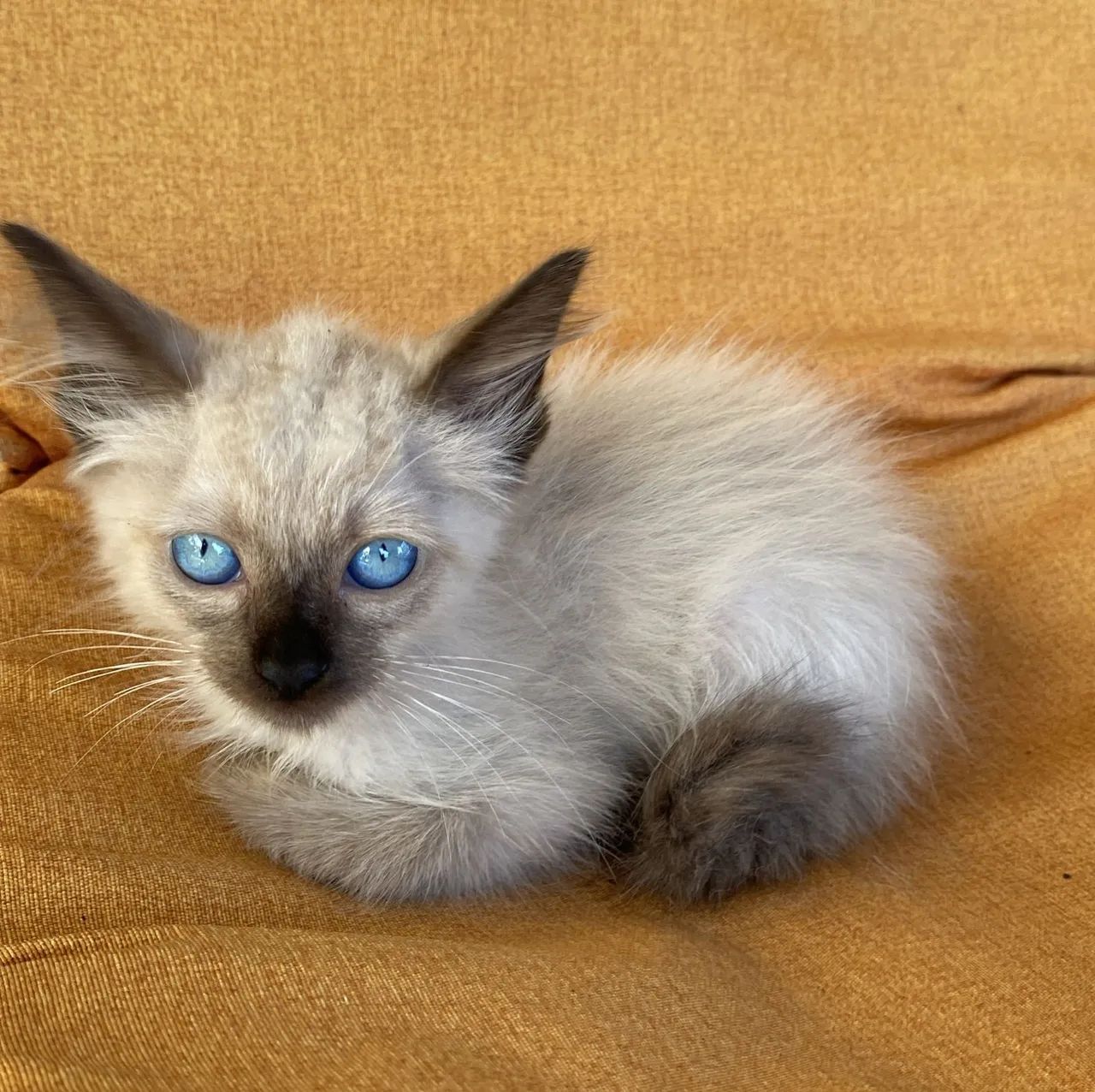 Gatinho Macho para Doação 