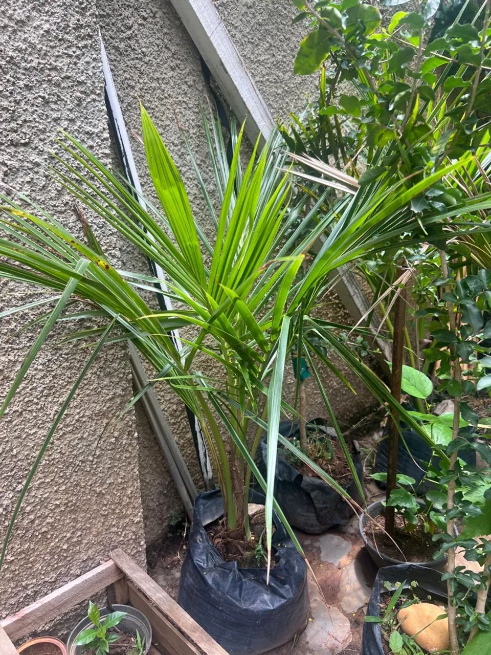 Mudas Frutiferas Produzindo - Foto 3