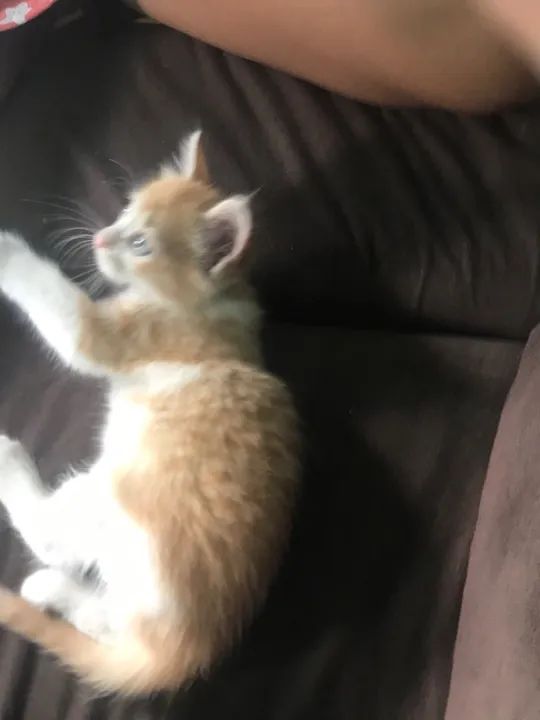Gatinho fofo e carinhoso para adoção - Foto 2